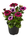 Spansk marguerit 11 cm potte